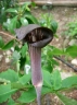 Arisaema serratum