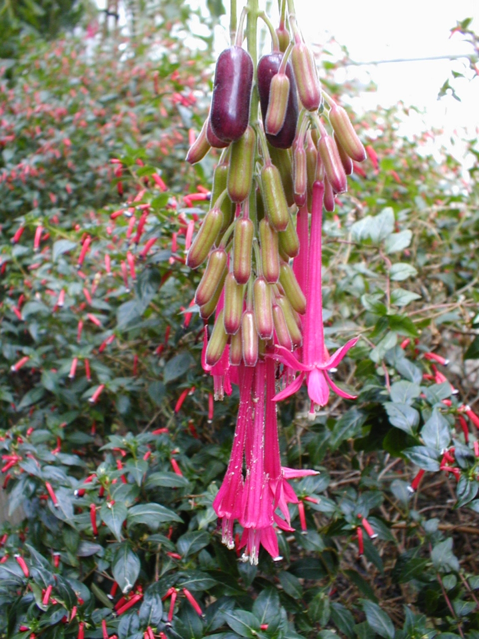 Fuchsia corymbiflora