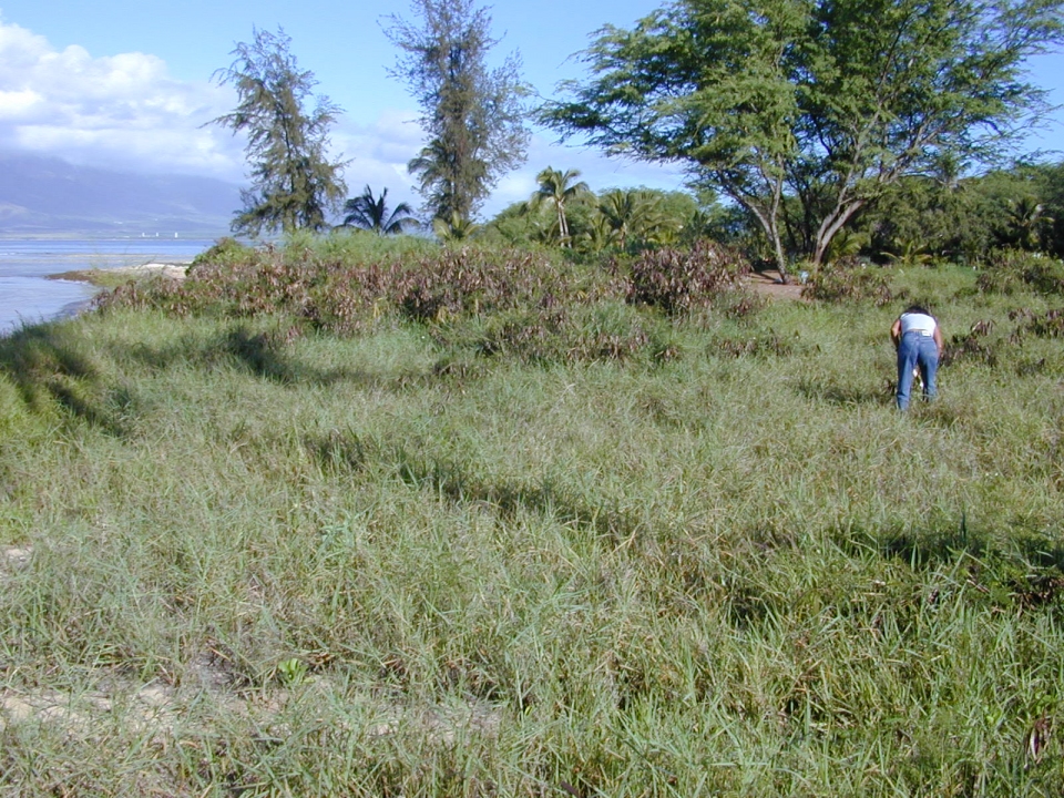 Panicum repens