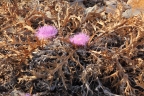 Carlina gummifera