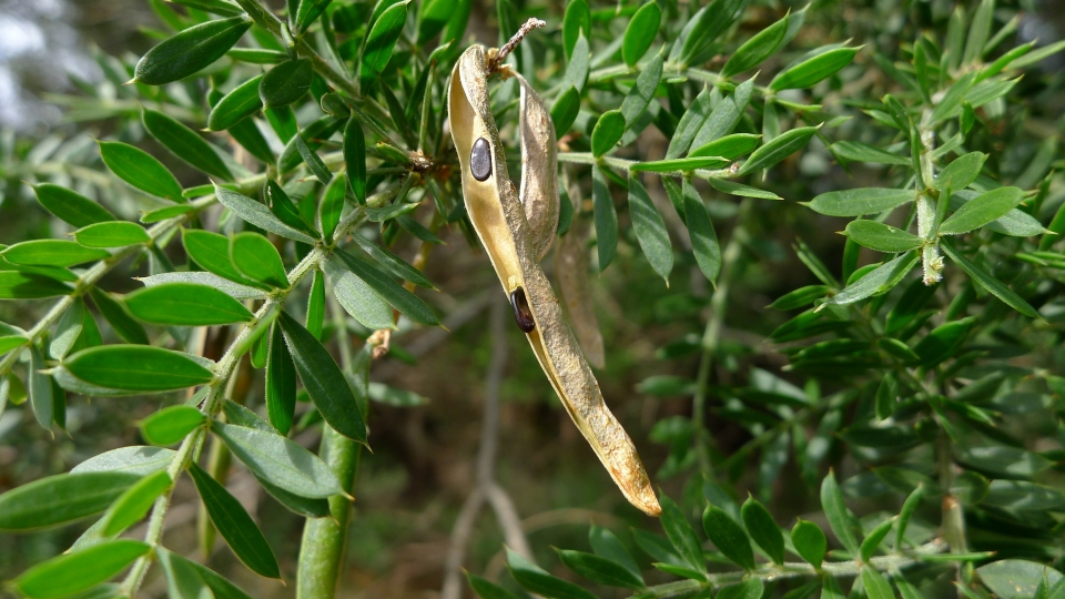 Acacia verticillata