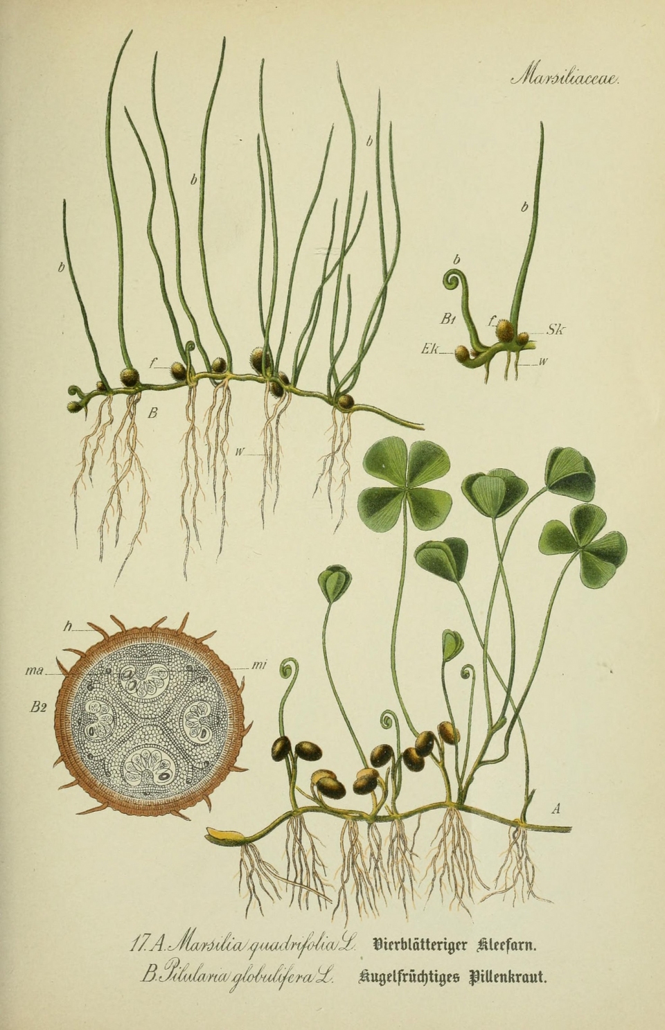 Marsilea quadrifolia