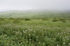 Eupatorium chinense