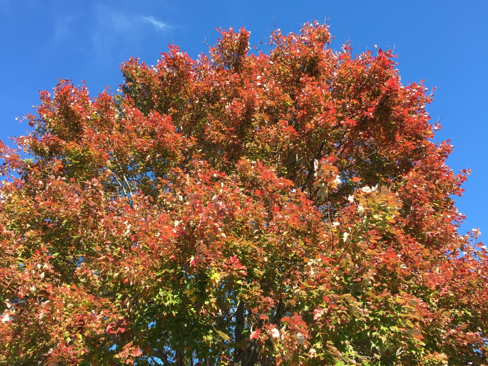 Acer rubrum