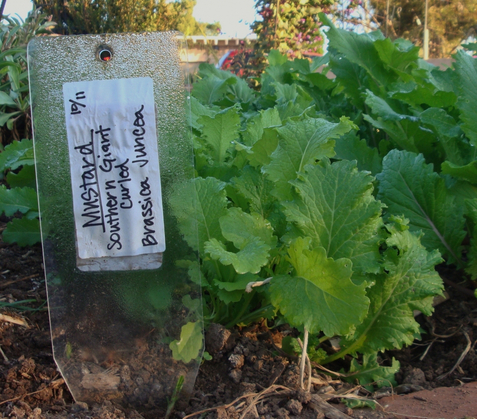 Brassica juncea integrifolia crispifolia