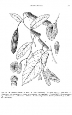 Aristolochia fangchi