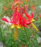 Aquilegia shockleyi