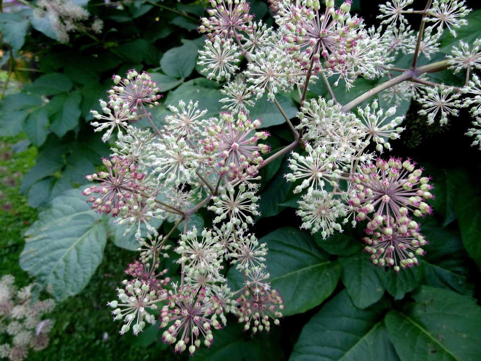 Aralia californica