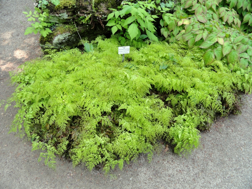 Adiantum venustum