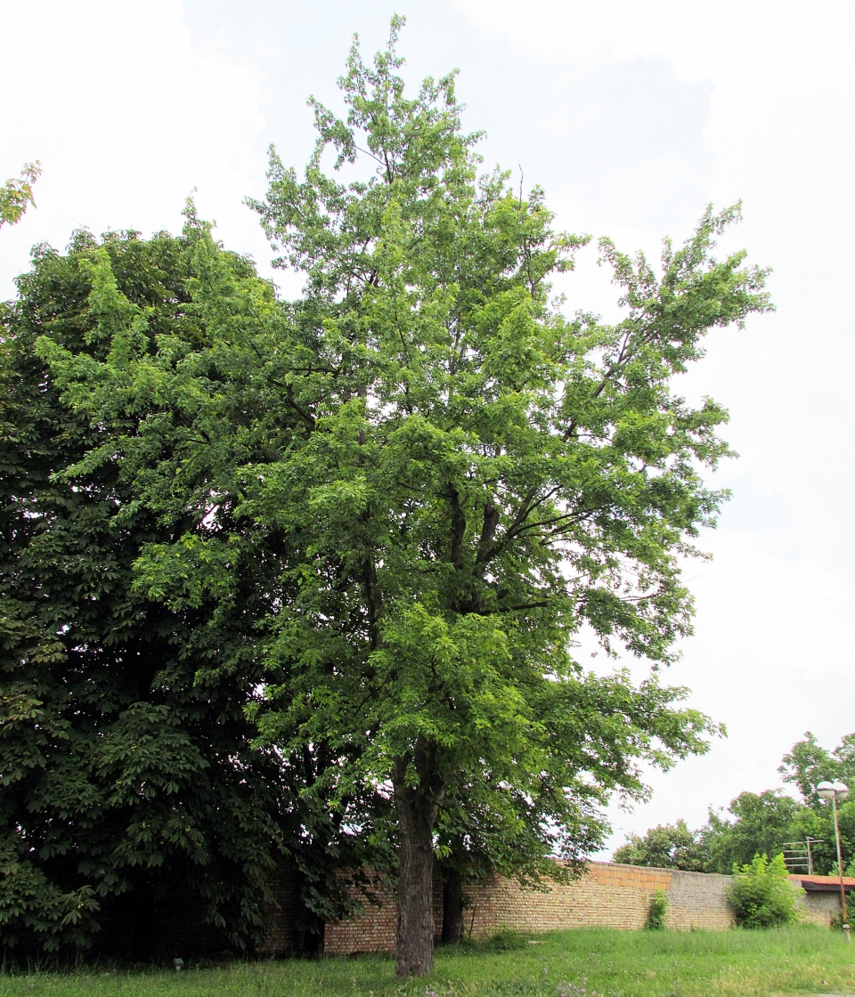 Acer saccharinum