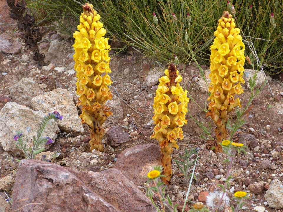 Cistanche phelypaea