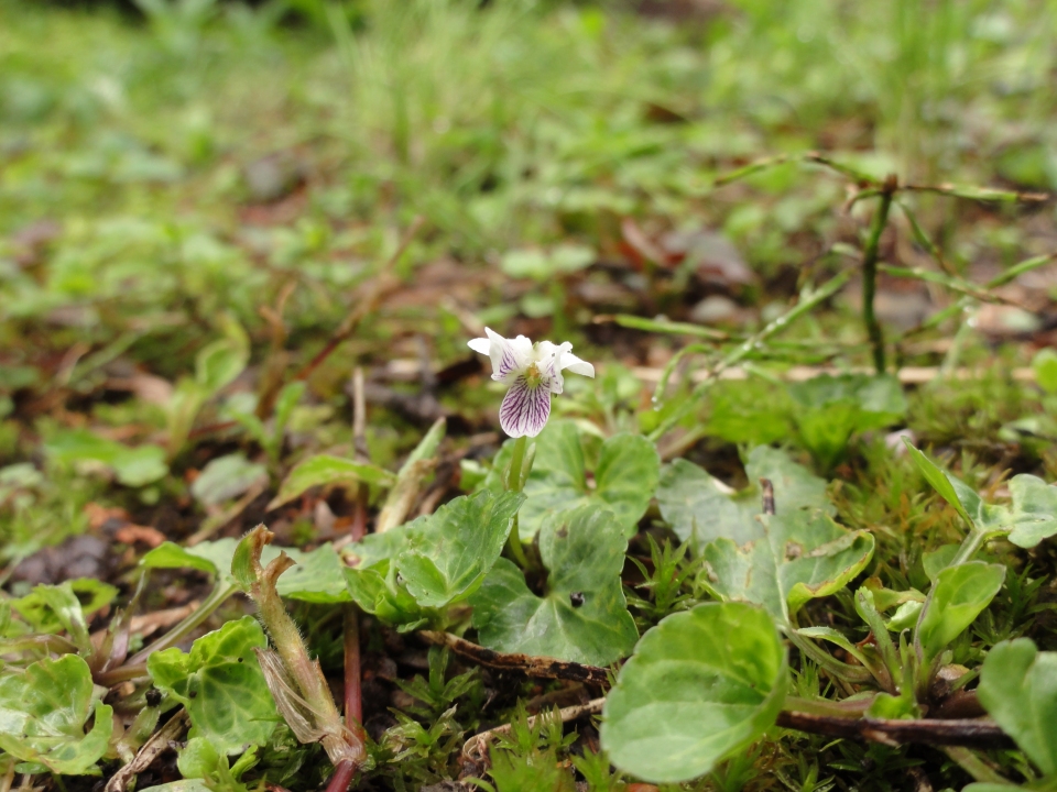 Viola arcuata