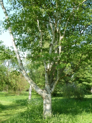 Betula luminifera