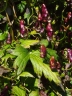 Aconitum hemsleyanum