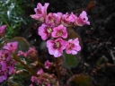 Bergenia ciliata