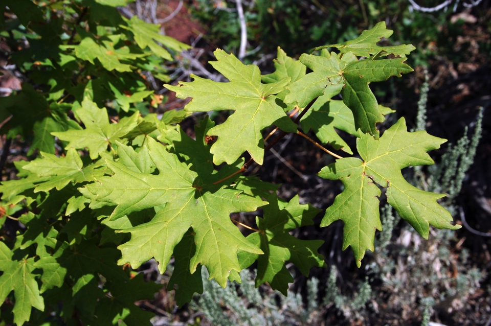 Acer saccharum grandidentatum