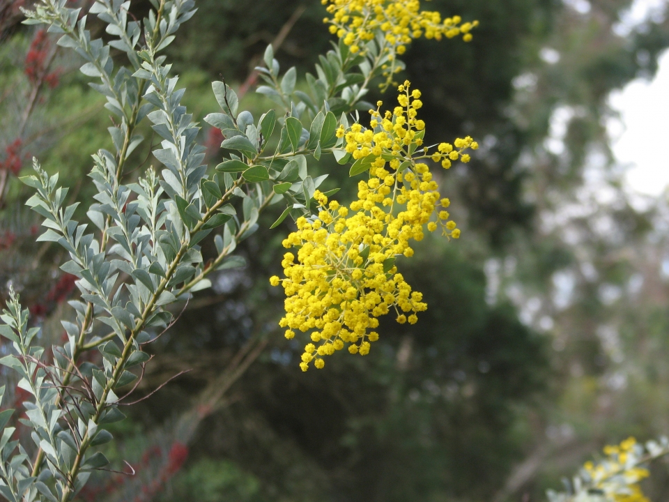 Acacia cultriformis