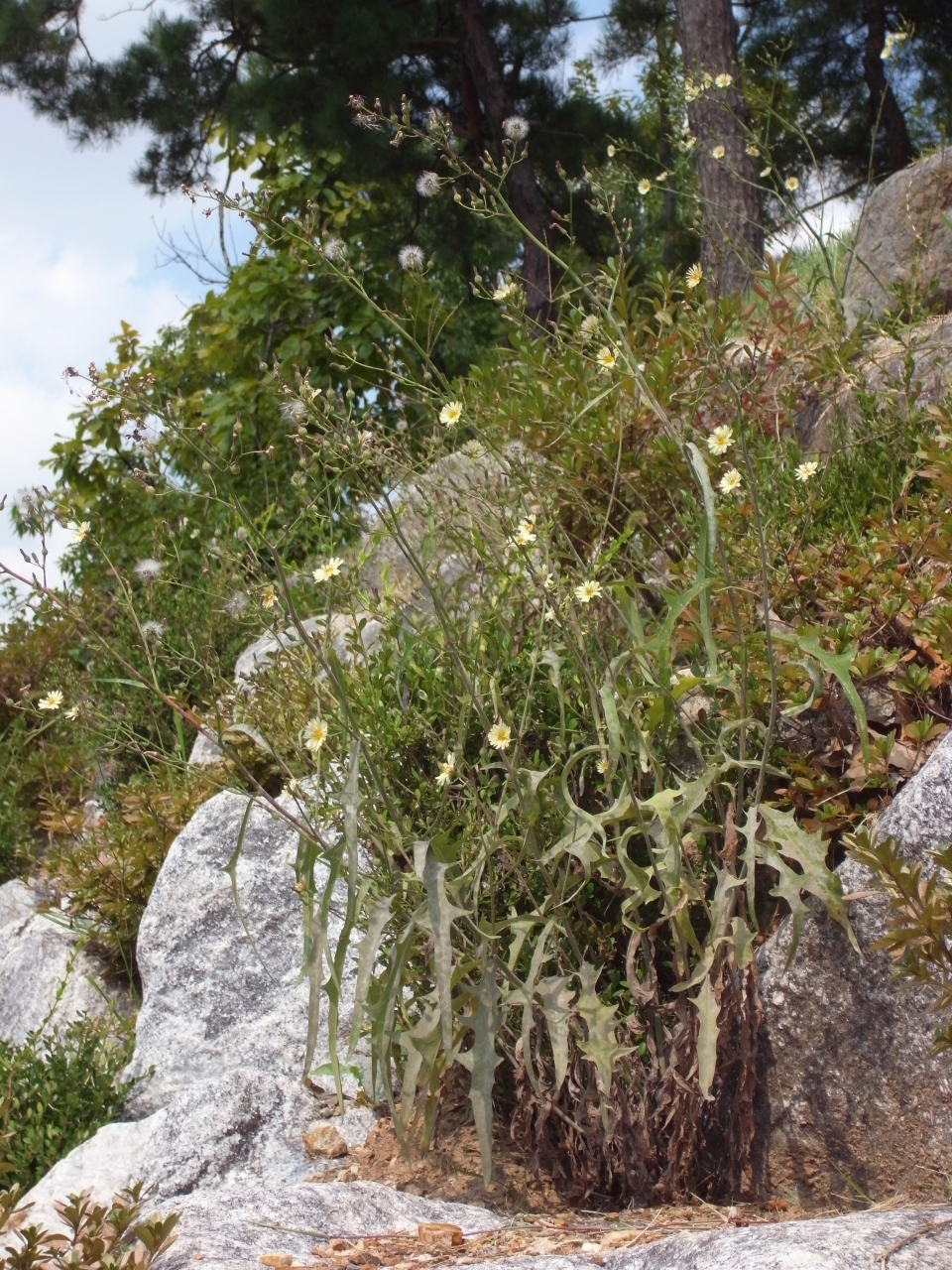 Lactuca indica