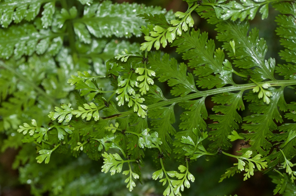 Asplenium bulbiferum