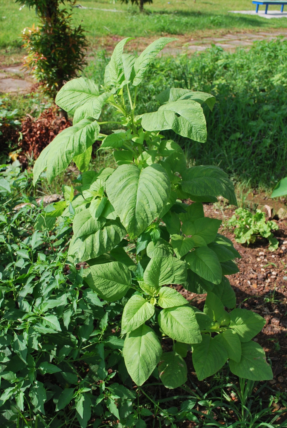 Amaranthus mangostanus