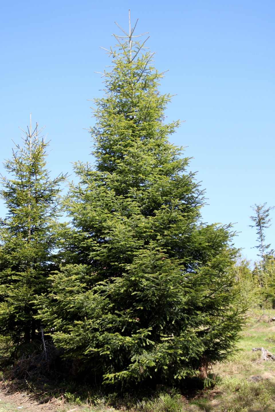 Abies alba