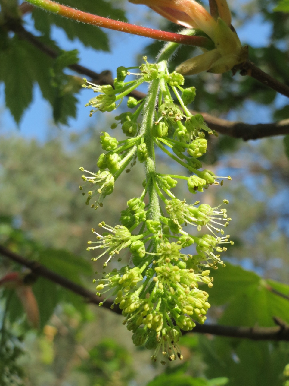 Acer pseudoplatanus