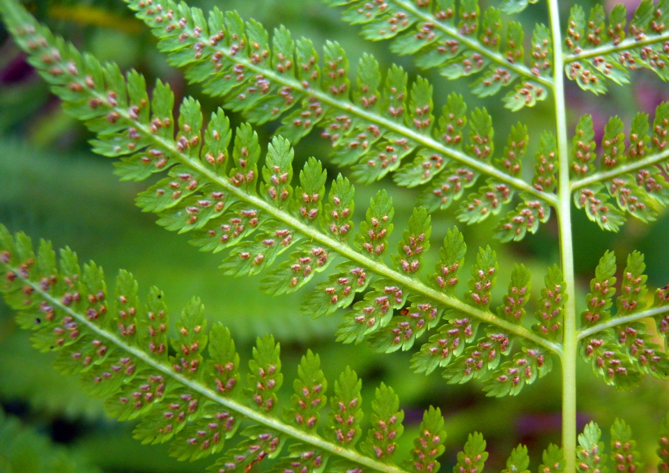 Athyrium filix-femina