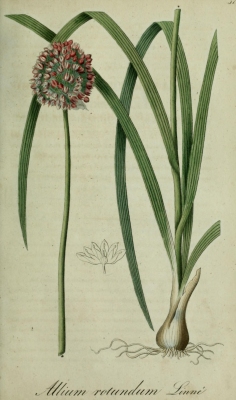 Allium rotundum