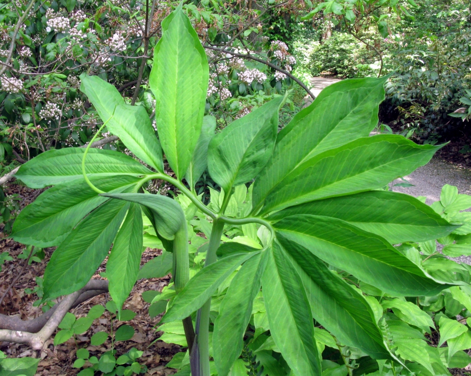 Arisaema dracontium