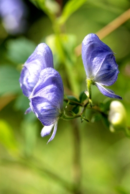 Aconitum uncinatum