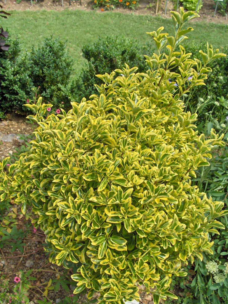 Euonymus japonicus