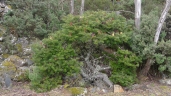 Banksia marginata