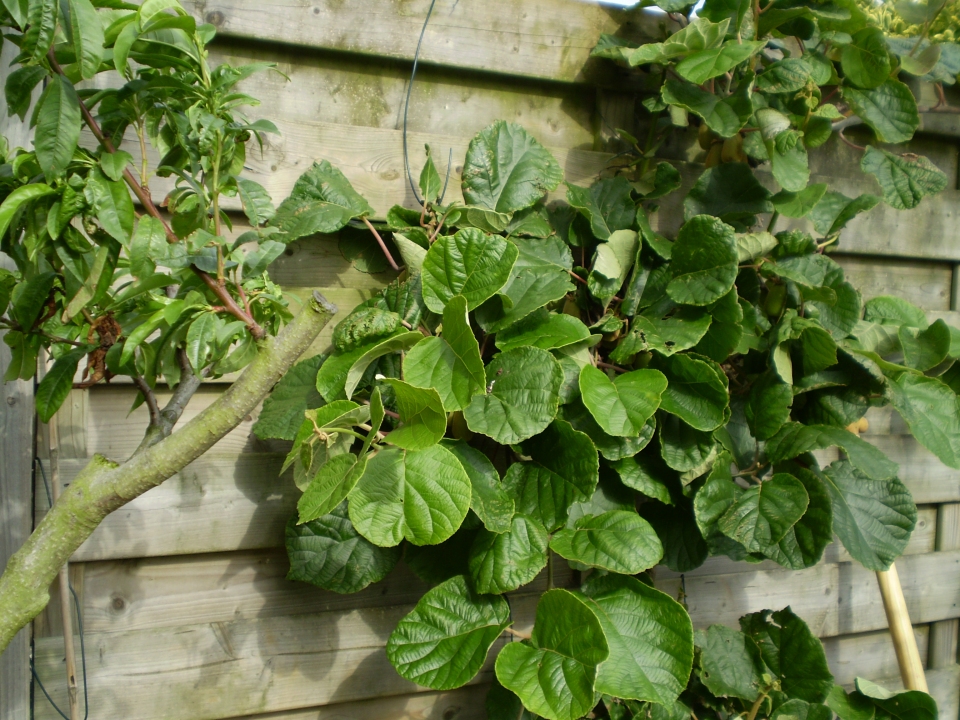 Actinidia deliciosa