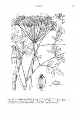 Angelica paeoniifolia