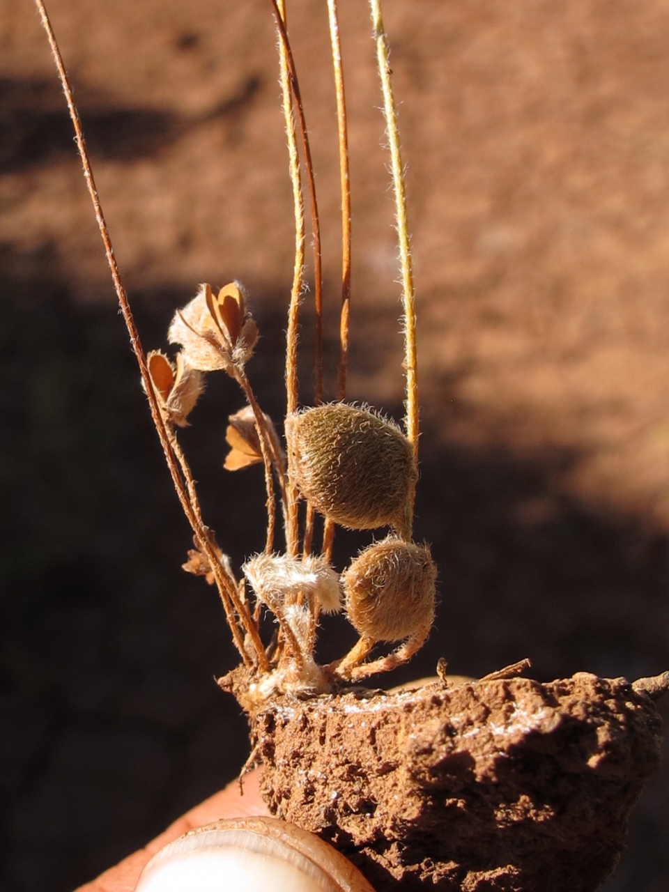 Marsilea drummondii