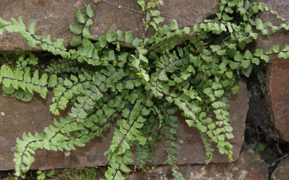 Asplenium trichomanes