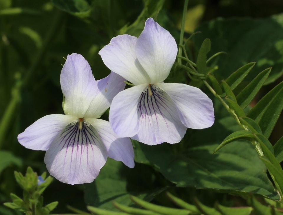 Viola acuminata