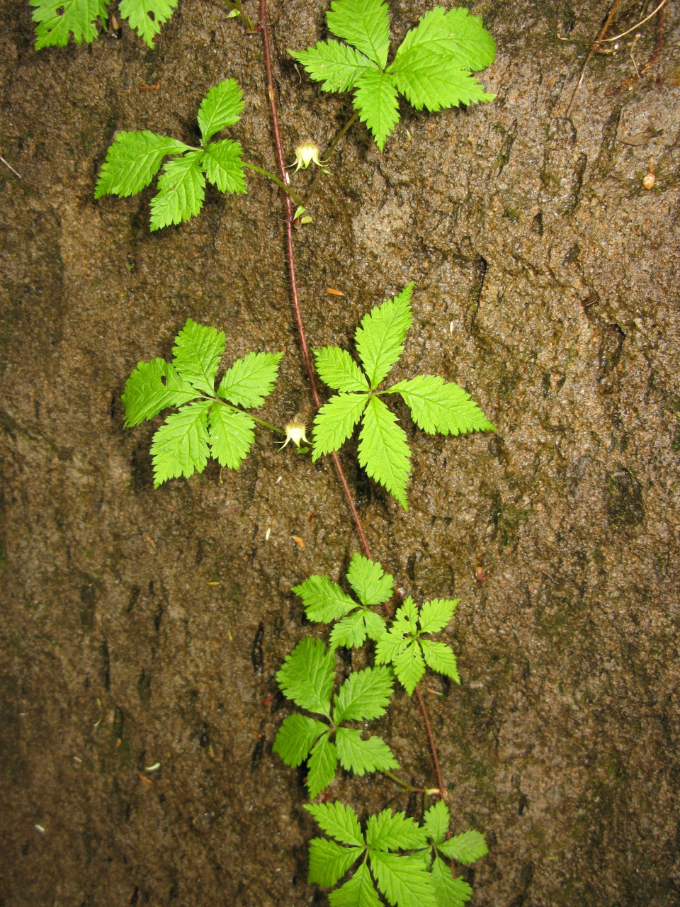 Rubus ikenoensis