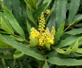 Mahonia fortunei