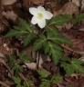 Anemone nikoensis