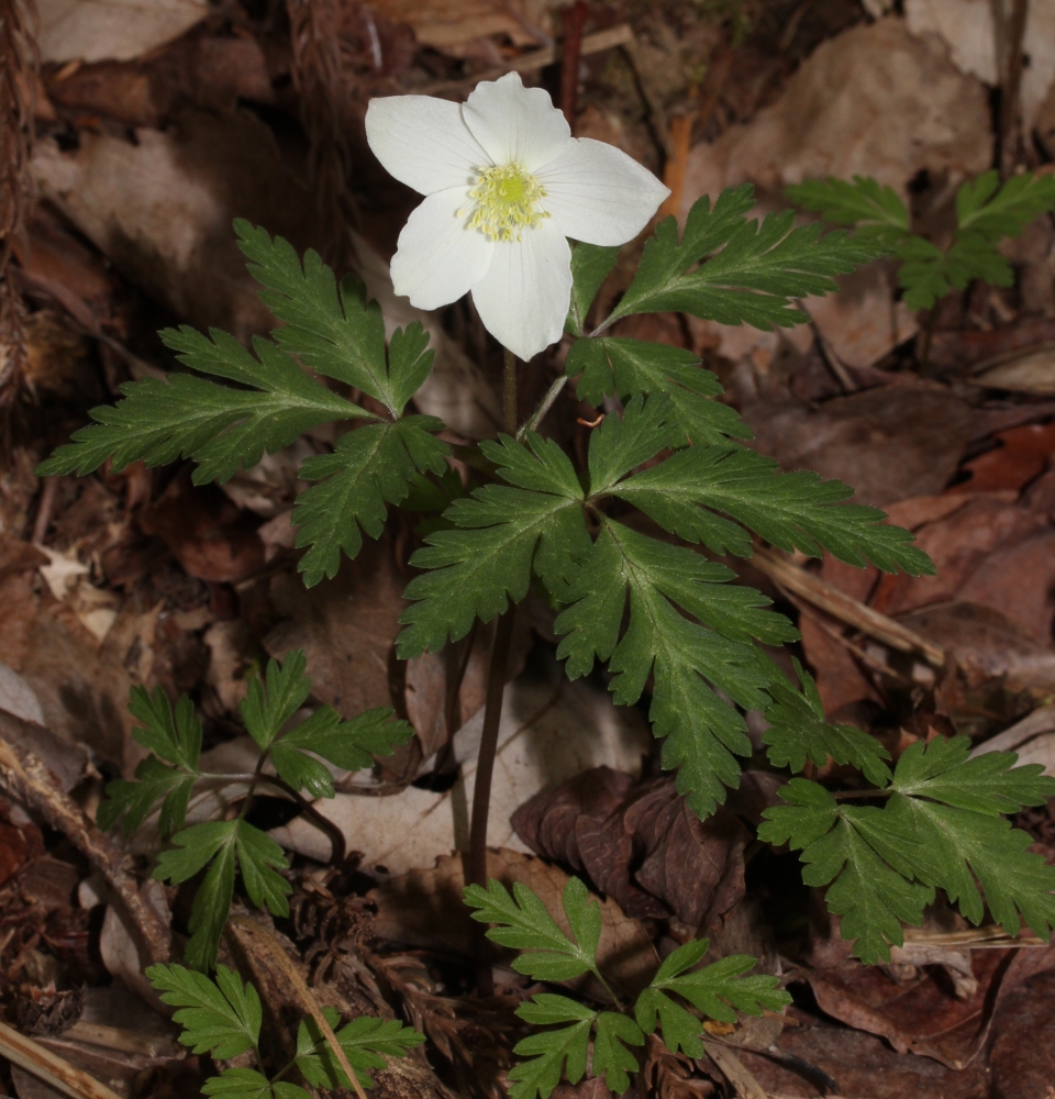 Anemone nikoensis