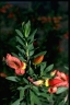 Eremophila maculata