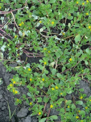 Portulaca oleracea