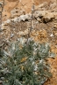 Artemisia genipi