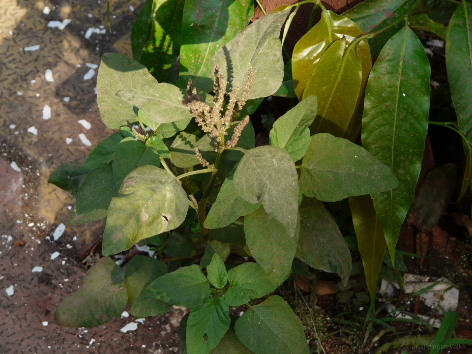 Amaranthus viridis