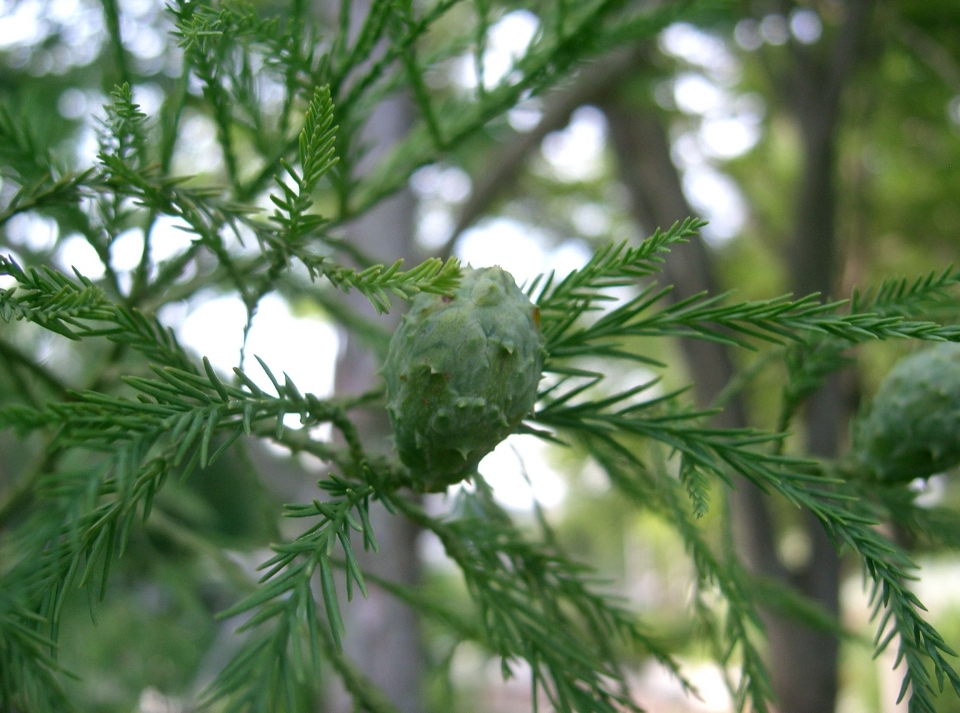 Glyptostrobus pensilis