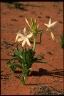 Crinum flaccidum