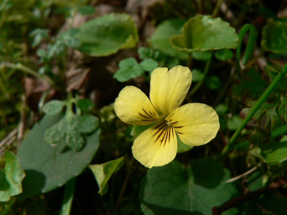 Viola sempervirens