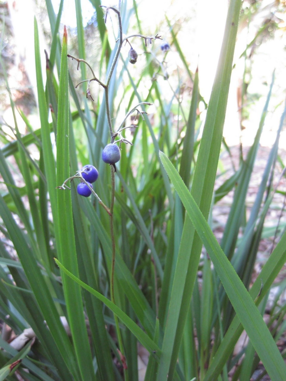 Dianella caerulea