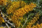 Grevillea robusta